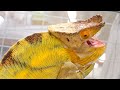 Total Value Of XXX Million Yen Super Rare Chameleons Kobe Reptiles World Total Value Of XXX Million Yen Super Rare Chameleons Kobe Reptiles World
