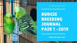 Budgie Breeding 2019 I Pair 1 Journal 1 by AllAboutBudgies 2,782 views 5 years ago 8 minutes, 50 seconds
