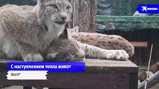 Животные В Московском Зоопарке Вышли Из Спячки | 2024