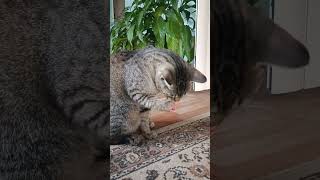 I think Max can play with anything #funnyvideo  #funnycats #playfullcats