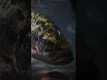 特定外来生物バスをカッコよく撮ってみた