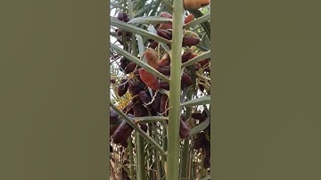 Dates plant #Qatarteluguvlogs #shortsfeed #viralvideo