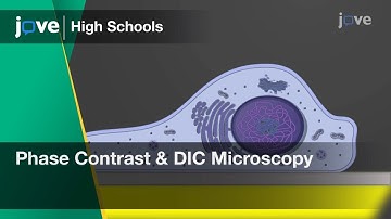 Phase Contrast and Differential Interference Contrast Microscopy | Cell Bio | Video - Preview