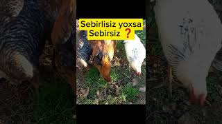 Sebirlisiz yoxsa  Sebirsiz?#keşfet #youtubeshorts #america #asmr