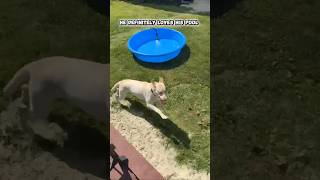 Sam loves his pool !🐾🐾