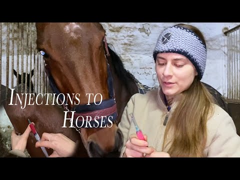Video: Infezione Della Pelle (bollire) Nei Cavalli Horse