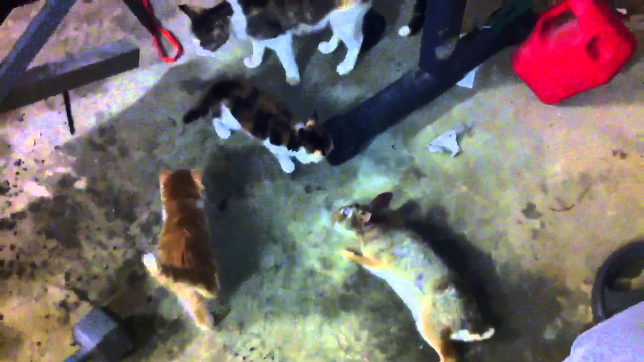 Cat caught wild rabbit - YouTube