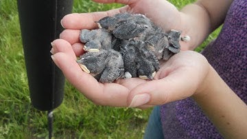 Nest Boxes for Birds