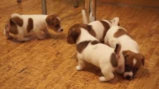 Щенок Джек Рассела - это супер подарок. Jack Rassell Terrier - best Dog! Щенок Джек Рассела - это супер подарок. Jack Rassell Terrier - best Dog!