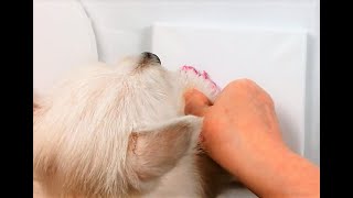 Painting With The Puppies!  Fun & Sentimental