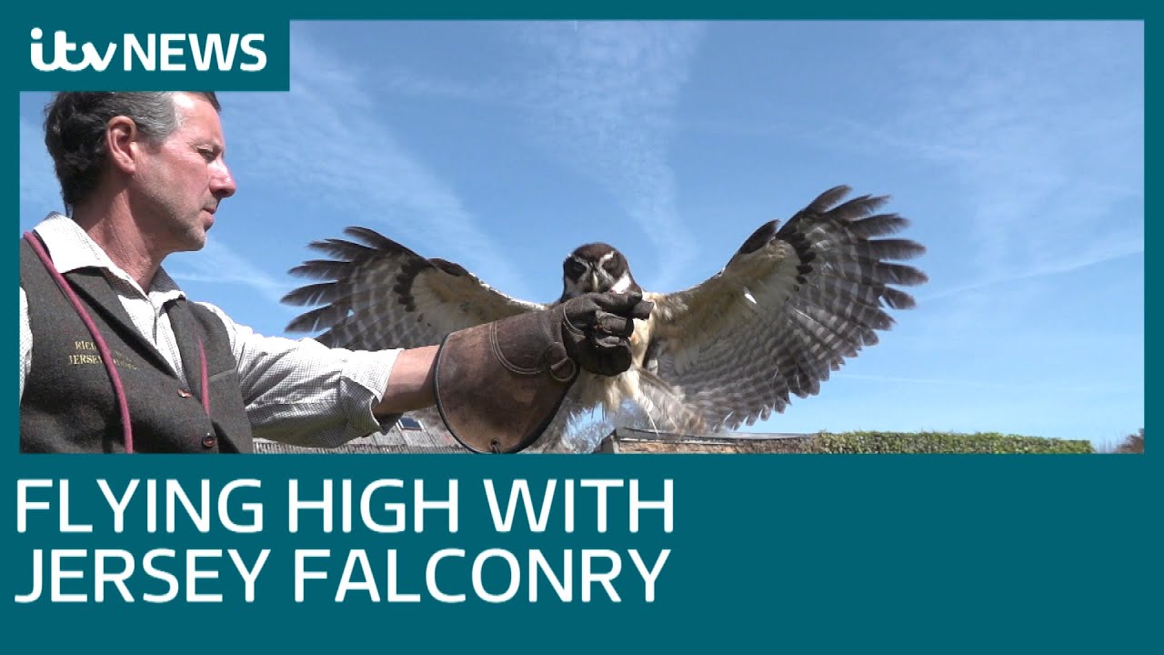 Flying high with Jersey Falconry ITV News YouTube