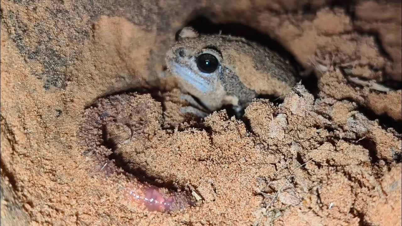 Frog Eating Cockroach Wow frog not eat this food 😱😱😱#animals #nature #cricket #insects # ...