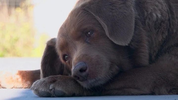 Bobi, the World’s Oldest Dog Is 30 - DayDayNews