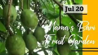 Mama's Bari Garden | Fruit Trees | Sylhet, Bangladesh | Shokher Bagan Jul 20