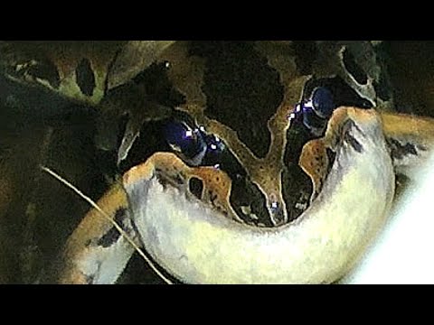 Australian Striped Marsh Frog croaking and laying eggs in drain - Limnodynastes peronii