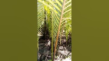 Nypa  Fruticans -Known as Nipa Palm or Mangrove