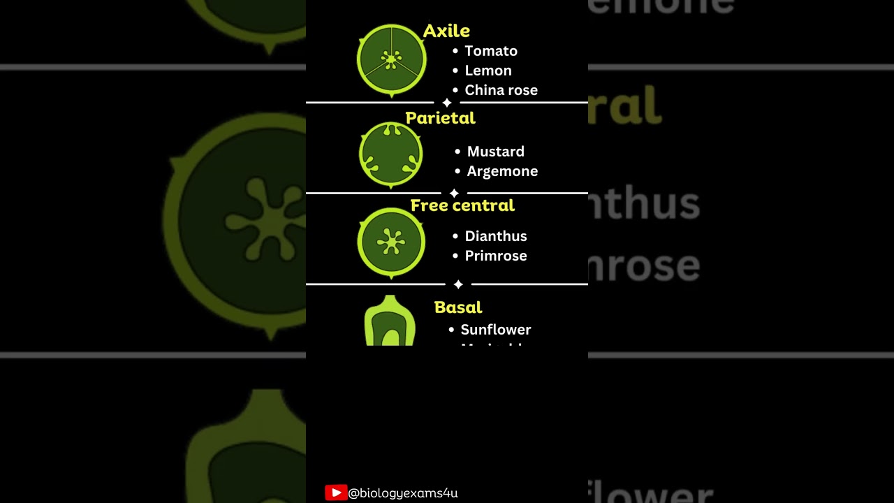 Placentation Types with Examples 