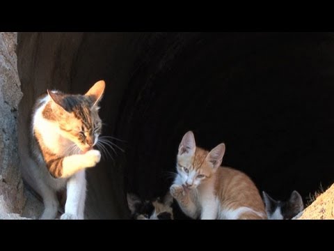 Ep 17 – Cat Care: Neighborhood Feral Cats
