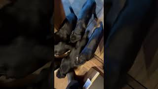 Cane Corso's Door-Avalanche Unfolds