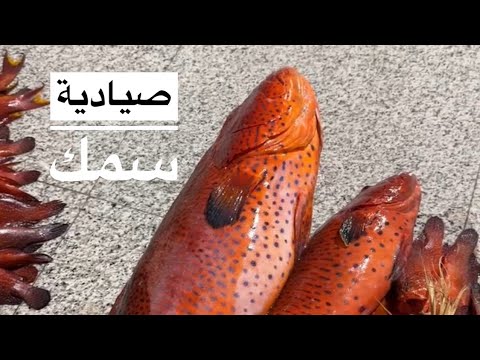 صيادية سمك أهل ينبع اكسبلور السعودية صيد سمك بحر ترند