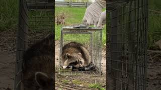 Raccoon trapping