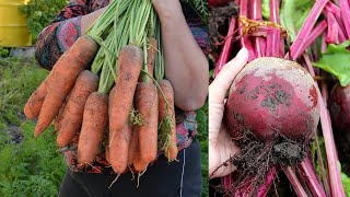 Срочно Дайте Это В Августе Свекле И Моркови, Сразу Станут Больше, Вкуснее И Слаще В 2 Раза