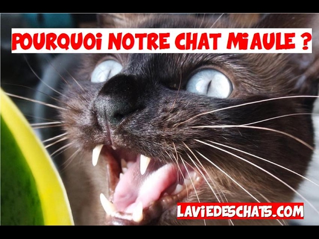 Pourquoi Un Chat Miaule Youtube