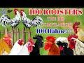 The biggest roosters compilation  crowing roosters of more than 100 heritage chicken breeds crow