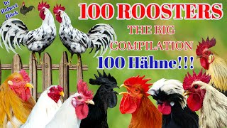 The biggest roosters compilation - Crowing roosters of more than 100 heritage chicken breeds! CROW