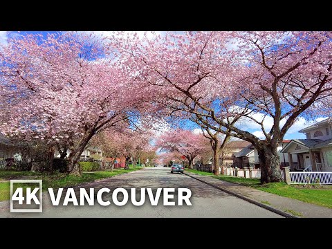 【4K】Vancouver Spring Walk with Cherry Blossoms 🌸Metro Vancouver - Burnaby | Travel Canada