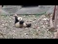 Cute Alert! Angry baby panda: Don't touch my favorite toy!