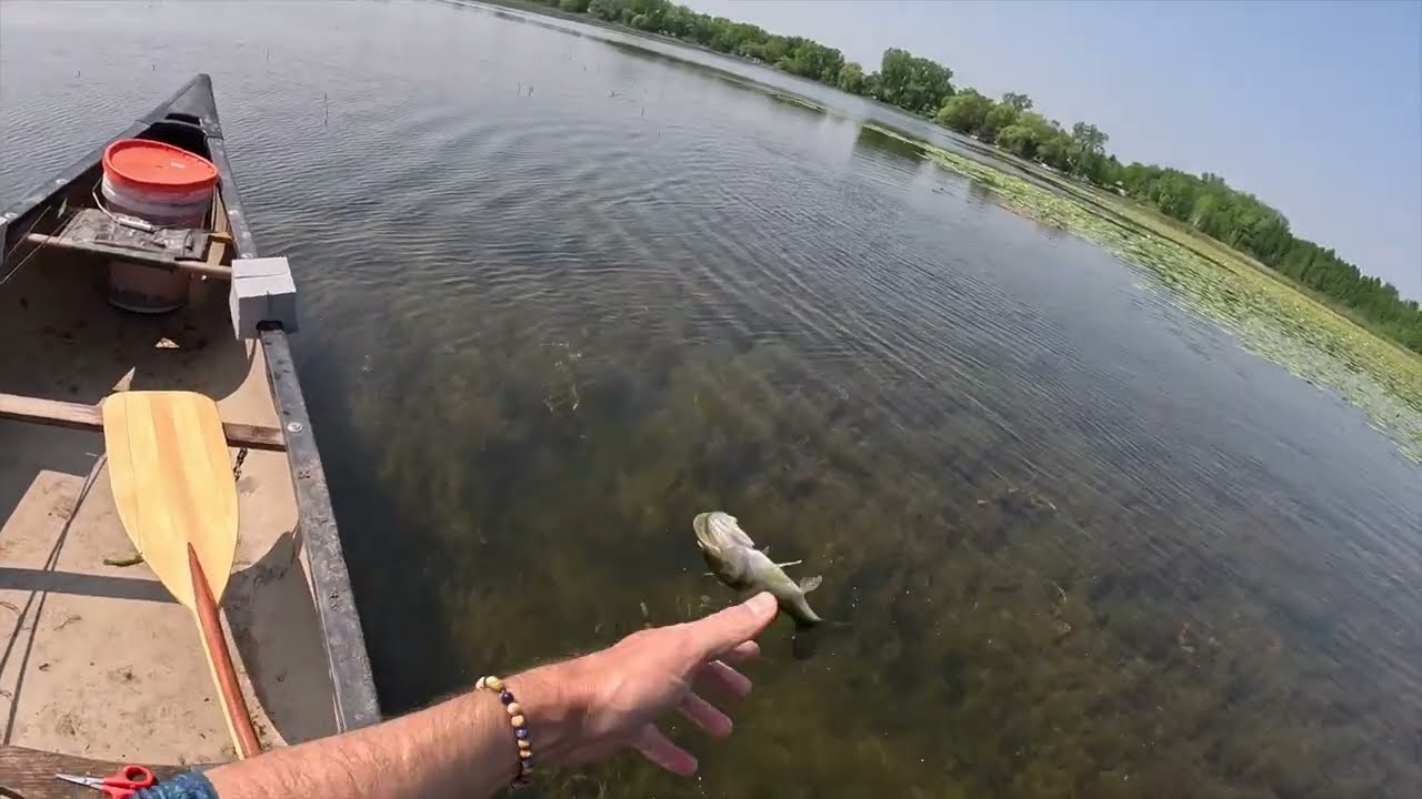 Canoe fishing | Plagued by small bass