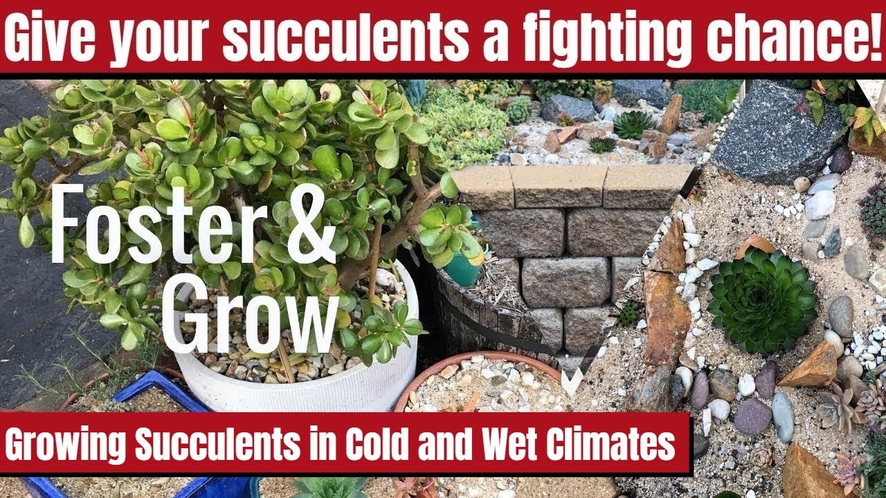 Can Succulents Survive Cold Weather? Expert Tips Revealed