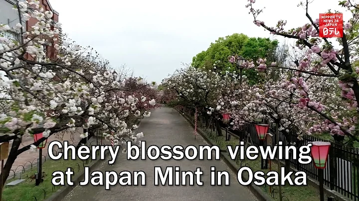 Cherry blossom viewing at Japan Mint in Osaka - DayDayNews