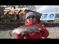 午後のスレたトラウトはこのルアーで釣る！【芥川マス釣り場】