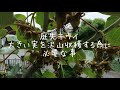 庭先キウイ【大きな実を沢山作るのに必要な事】5月22日 29日 6月5日 20日