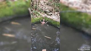 Macho.apbt Sulhnu Te...