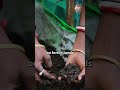 Organic Roots, Maternal Love | Organic Farming Classes by Ekal | Ekal Bharat English | Ekal Abhiyan