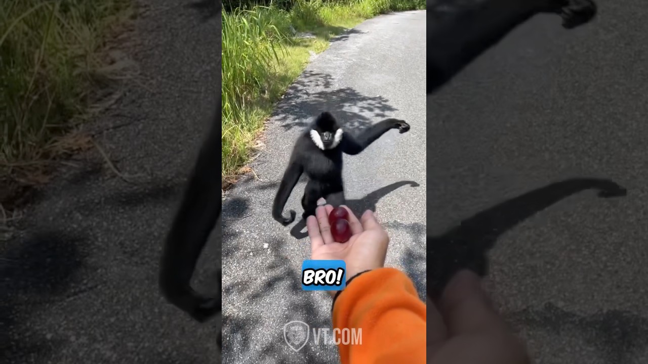 Black Monkey Reunites With His Old Friend PT.3 🐒