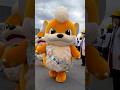 【GOフェス】ガーディのお散歩 #ポケモン #pokemon #shorts