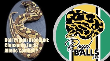 Breeding Ball Pythons; Cinnamon Enchi Allelic Combo?