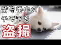 【盗撮】留守番中にスンスン泣く犬が可愛い！