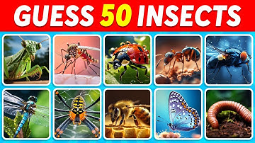 Guess 50 INSECTS in 3 seconds | Easy, Medium, Hard, Impossible