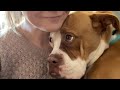 Rescue dog just wants everyone to love her