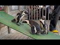 2022/05/14 ペンギンよちよちウォーク【14:30の回/帰宅第一陣】