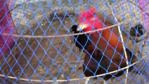 ไก่ถ่ายขน รอขนเต็มแล้วลุยต่อ💯