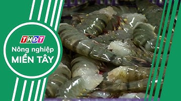 Xuất khẩu tôm Việt Nam sang EU đạt hơn 107 triệu USD | Nông nghiệp Miền Tây