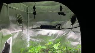 ScrOG Work Session