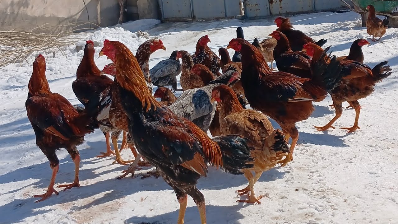 Sizce hangi horozları kendime birakim.??