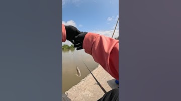 Câu Bống Đục Căng #fishing #cauca